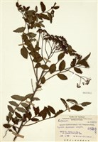 藏品(臺灣繡線菊)的圖片